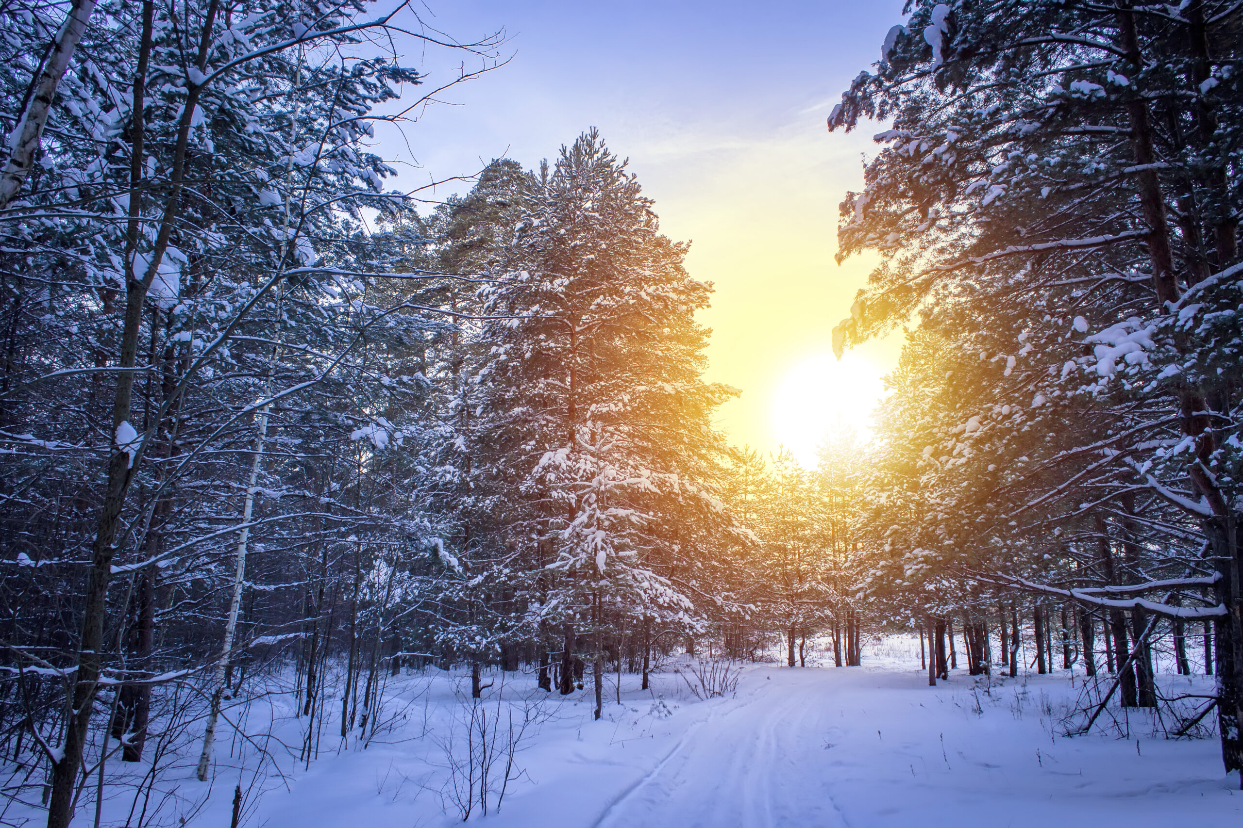 A Festive Reflection